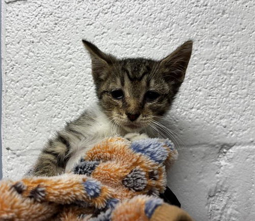 SAD BOY, Baby Domestic Short Hair (medium coat), cat for adoption in Davie, Florida