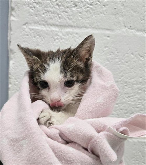 SILLY, Baby Domestic Short Hair (medium coat), cat for adoption in Davie, Florida
