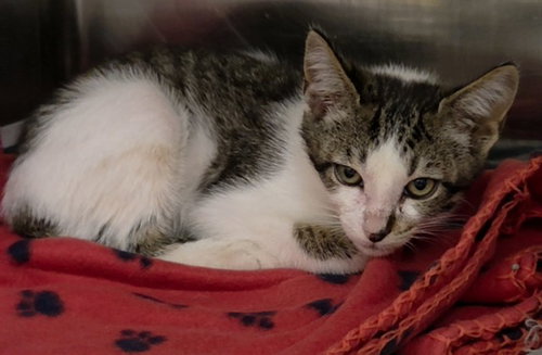 LINK, Baby Domestic Short Hair (medium coat), cat for adoption in Aventura, Florida