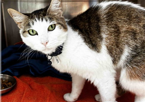 CASPER, Adult Domestic Short Hair (medium coat), cat for adoption in Davie, Florida