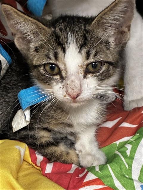 CYPRESS, an adoptable Domestic Short Hair in Fort Lauderdale, FL
