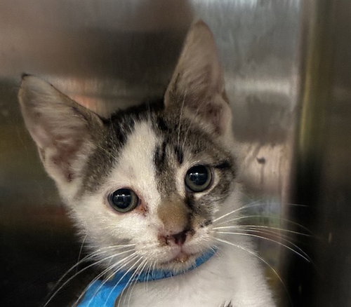 CARTER, an adoptable Domestic Short Hair in Fort Lauderdale, FL