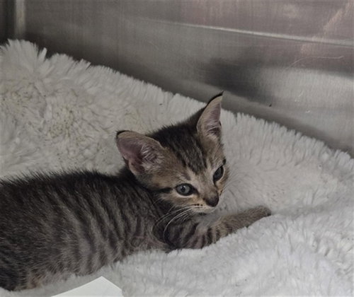 KIKI, Baby Domestic Short Hair (medium coat), cat for adoption in Aventura, Florida