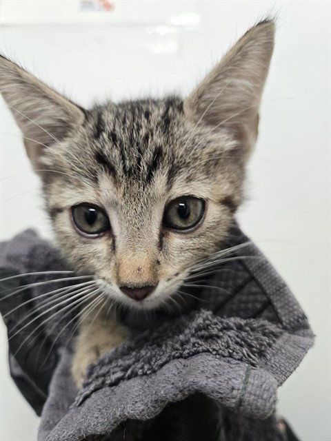 SELAH, Baby Domestic Short Hair (medium coat), cat for adoption in Davie, Florida