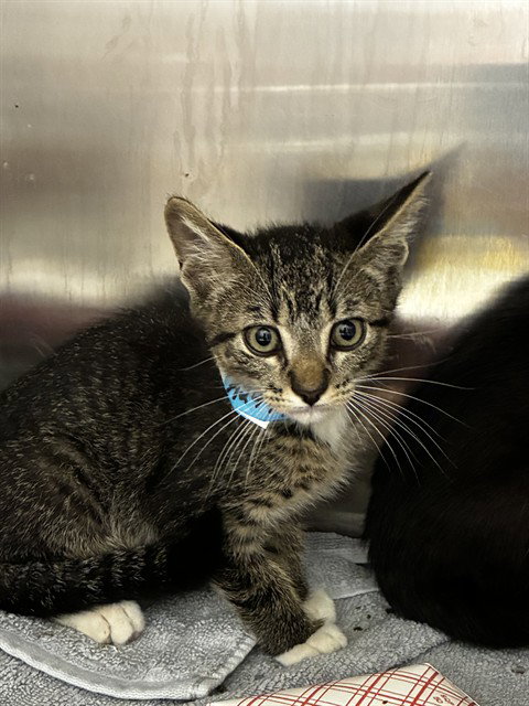 PICKLE, an adoptable Domestic Short Hair in Fort Lauderdale, FL