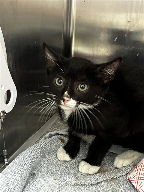 PAPAYA, an adoptable Domestic Short Hair in Fort Lauderdale, FL