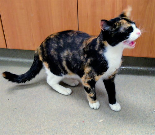 STELLA, Adult Domestic Short Hair (medium coat), cat for adoption in Boynton Beach, Florida