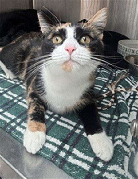 Stella