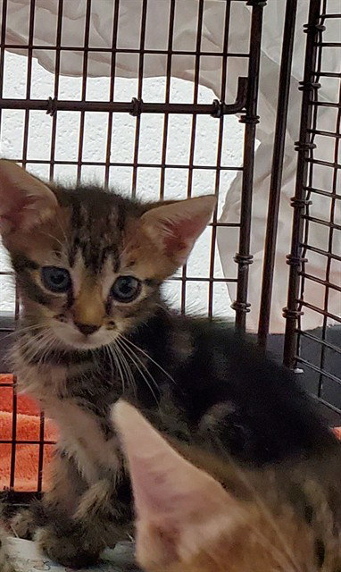 GOOSE, Baby Domestic Short Hair (medium coat), cat for adoption in Boynton Beach, Florida