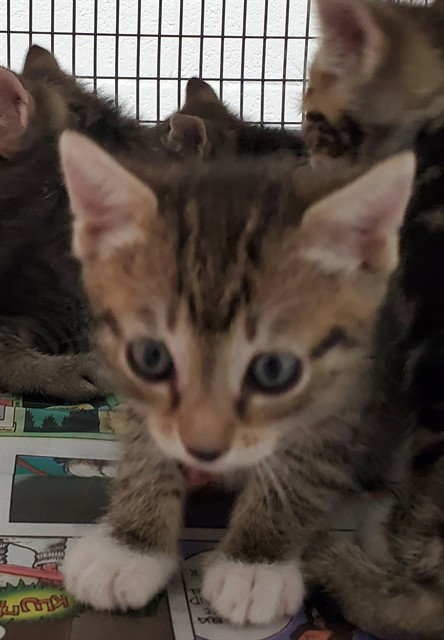 MAVERICK, Baby Domestic Short Hair (medium coat), cat for adoption in Boynton Beach, Florida
