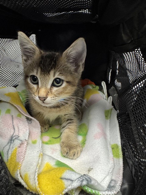 HONEY, Baby Domestic Short Hair (medium coat), cat for adoption in Boynton Beach, Florida