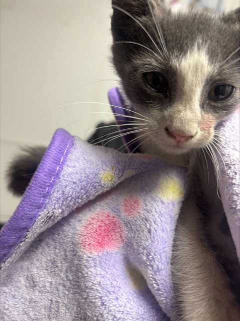 SHEMAR, Baby Domestic Short Hair (medium coat), cat for adoption in Boynton Beach, Florida