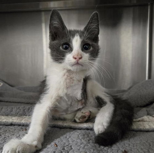POSSUM, Baby Domestic Short Hair (medium coat), cat for adoption in Wellington, Florida