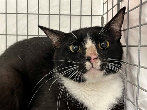 A2477836, Adult Domestic Short Hair (medium coat), cat for adoption in Boynton Beach, Florida