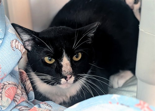 picture of the cat needing adoption