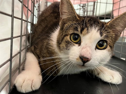 A2477837, Adult Domestic Short Hair (medium coat), cat for adoption in Boynton Beach, Florida