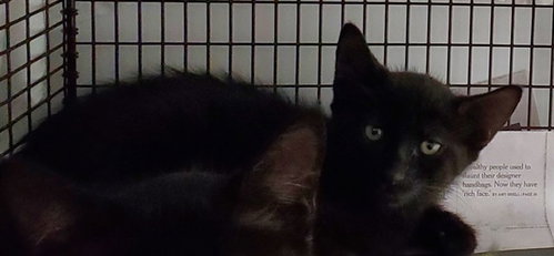 ANAIS, Baby Domestic Short Hair (medium coat), cat for adoption in North Lauderdale, Florida