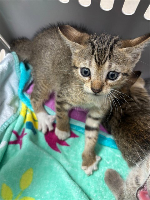 DUTCHESS, Baby Domestic Short Hair (medium coat), cat for adoption in North Lauderdale, Florida