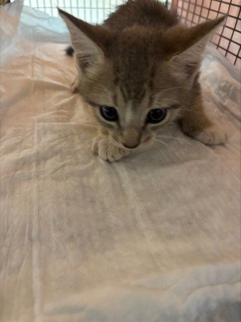 POPE, Baby Domestic Short Hair (medium coat), cat for adoption in North Lauderdale, Florida