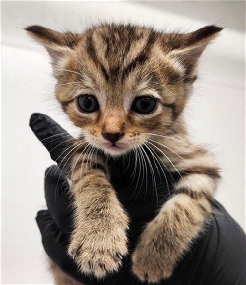 WALDO, Baby Domestic Short Hair (medium coat), cat for adoption in North Lauderdale, Florida