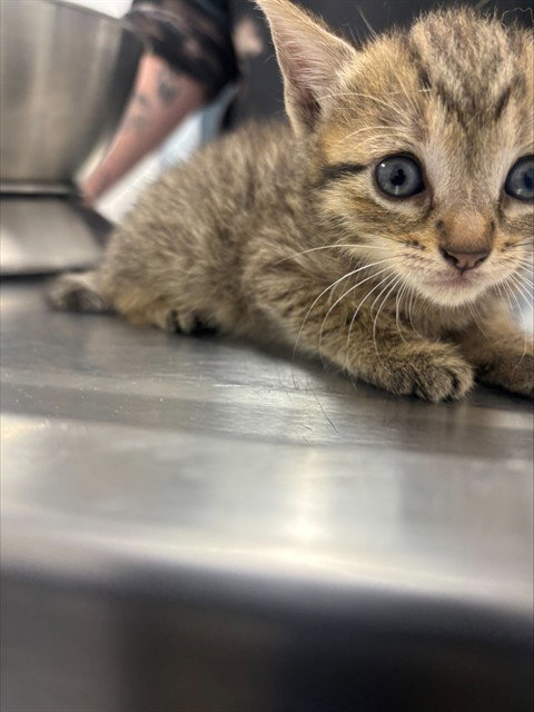JIN, Baby Domestic Short Hair (medium coat), cat for adoption in North Lauderdale, Florida