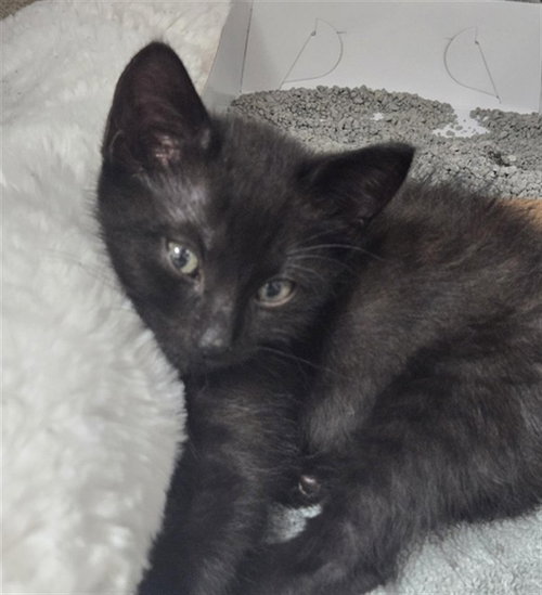 JIJI, Baby Domestic Short Hair (medium coat), cat for adoption in North Lauderdale, Florida