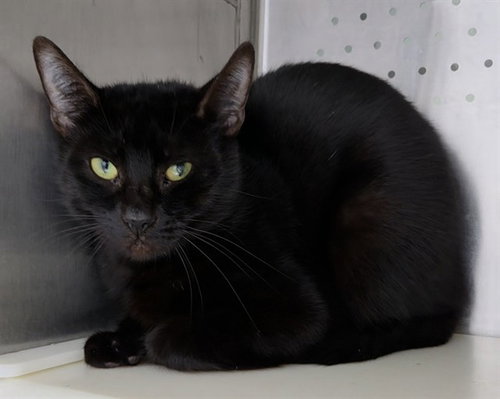 SALSA, Adult Domestic Short Hair (medium coat), cat for adoption in North Lauderdale, Florida