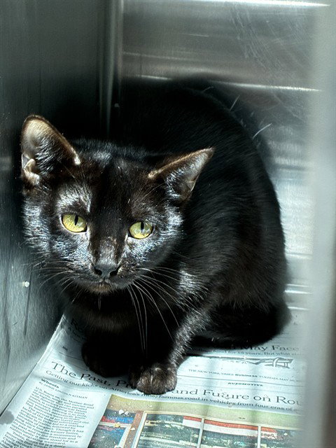 PIGGY, Adult Domestic Short Hair (medium coat), cat for adoption in North Lauderdale, Florida