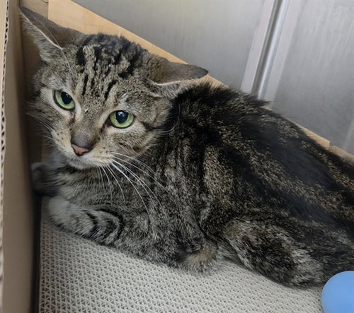 QUESO, Adult Domestic Short Hair (medium coat), cat for adoption in North Lauderdale, Florida