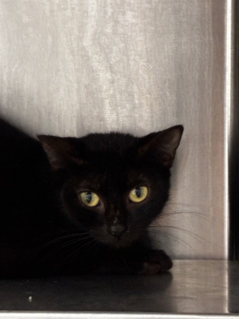 SIMONE, Adult Domestic Short Hair (medium coat), cat for adoption in North Lauderdale, Florida