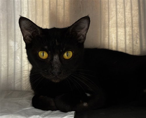 SILCO, Adult Domestic Short Hair (medium coat), cat for adoption in North Lauderdale, Florida