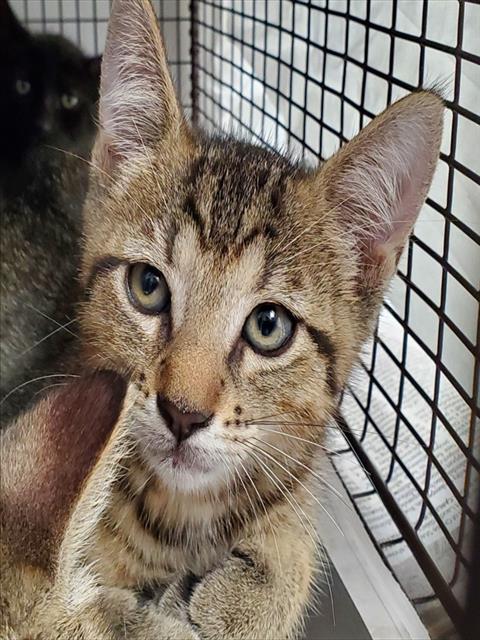 DARWIN, Baby Domestic Short Hair (medium coat), cat for adoption in North Lauderdale, Florida