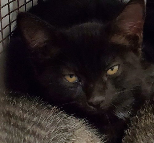 RICHARD, Baby Domestic Short Hair (medium coat), cat for adoption in North Lauderdale, Florida
