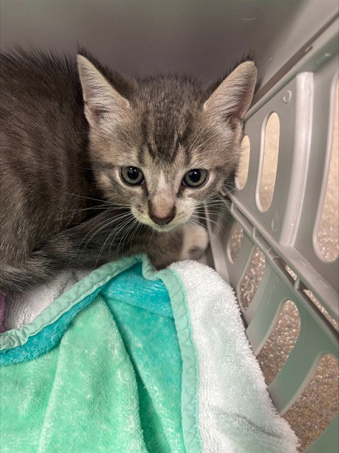 SHEPARD, Baby Domestic Short Hair (medium coat), cat for adoption in North Lauderdale, Florida