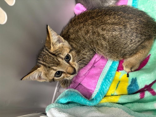 PRIEST, Baby Domestic Short Hair (medium coat), cat for adoption in North Lauderdale, Florida