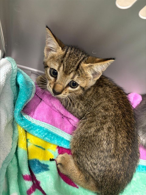 PRIEST, Baby Domestic Short Hair (medium coat), cat for adoption in Wellington, Florida