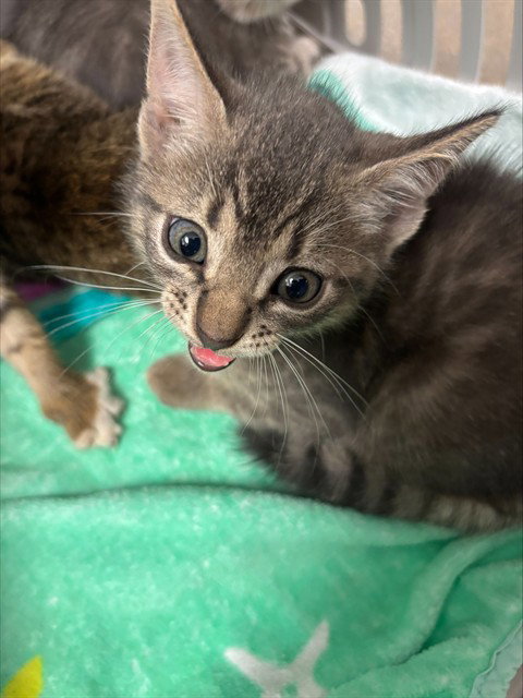 PROCTOR, Baby Domestic Short Hair (medium coat), cat for adoption in North Lauderdale, Florida