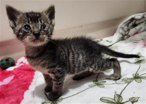 A2475973, Baby Domestic Short Hair (medium coat), cat for adoption in Wellington, Florida