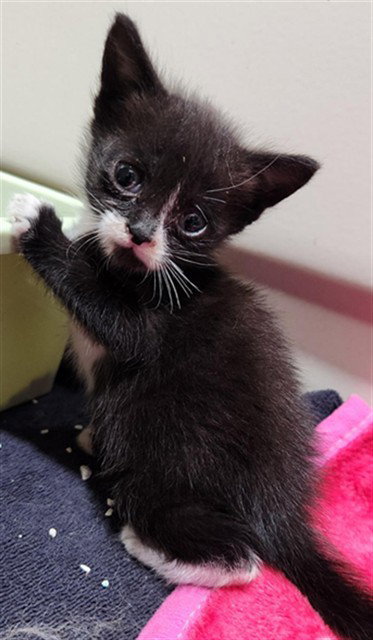 A2475975, Baby Domestic Short Hair (medium coat), cat for adoption in Wellington, Florida
