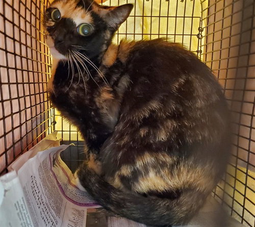 A2477884, Adult Domestic Short Hair (medium coat), cat for adoption in Wellington, Florida