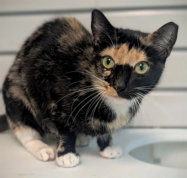 Unknown - Domestic Short Hair
