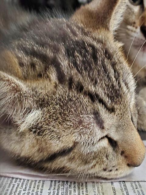 GUMBALL, Baby Domestic Short Hair (medium coat), cat for adoption in Wellington, Florida