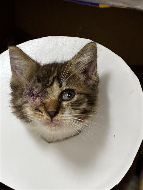 CAMPER, Baby Domestic Short Hair (medium coat), cat for adoption in Wellington, Florida
