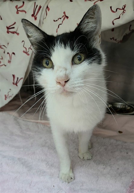 MILA, Senior Domestic Short Hair (medium coat), cat for adoption in Wellington, Florida