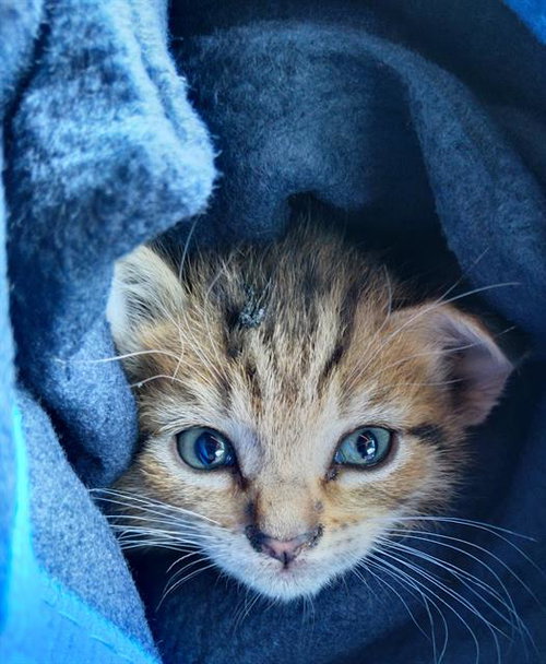 A2475828, Baby Domestic Medium Hair (medium coat), cat for adoption in Wellington, Florida