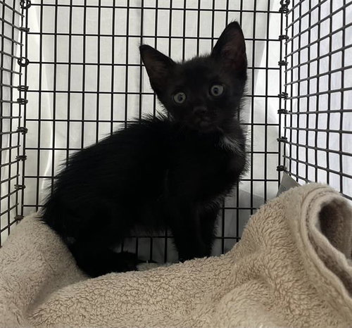 A2477318, Baby Domestic Short Hair (medium coat), cat for adoption in Wellington, Florida
