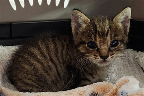 BISCUIT, Baby Domestic Short Hair (medium coat), cat for adoption in Wellington, Florida
