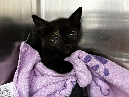 KITTY, Baby Domestic Short Hair (medium coat), cat for adoption in Wellington, Florida