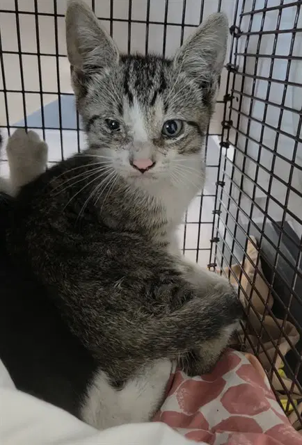 Unknown - Domestic Short Hair
