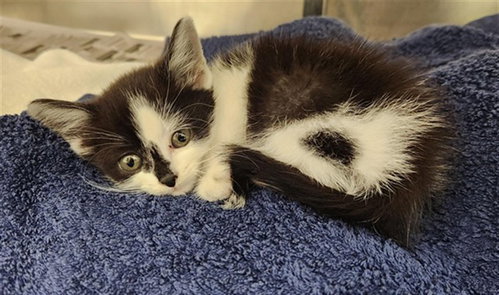 A2476789, an adoptable Domestic Short Hair in Fort Lauderdale, FL